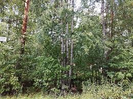 Suokallionkatu/Suokankaankatu kulma Katualuetta Asukaspalautteet: Pyydetty alueen harventamista.