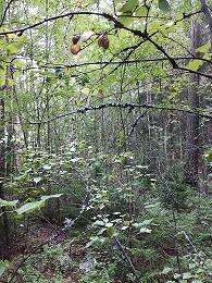 Sotilaspojanpuisto, Juuttaanpuisto VL,VK Asukaspalautteet: Kasvillisuuden harvennusta ja