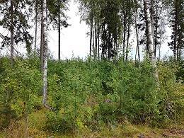 Kohteeseen tehdään alikasvoksen raivaus vaihtelevaan tiheyteen.