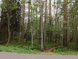 Parolanpuisto, Runosmäki P, VL Asiakaspalautteet: Asukas oli toivonut kevyen kulkureitin reunustan