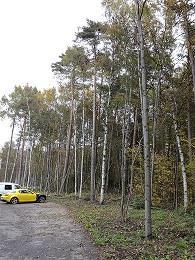 havupuumetsää, jonka reunustalla runsaasti