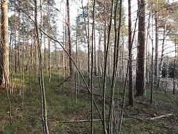 Honkatie 32 Asemakaava Asiakaspalautteet: Kiinteistön takana toivottu pihlajien poistoa. Soitto taloyhtiöön ennen töiden aloittamista.