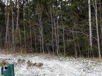 Erik Julinin puisto VL Asiakaspalautteet: Metsän