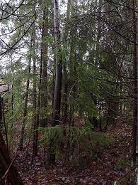 takana sijaitsevan metsän reunustan siistimistä.
