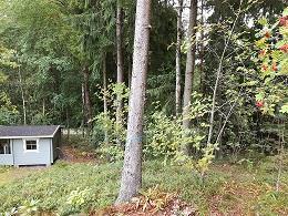 joka on eri-ikärakenteinen Poistetaan riskipuut, sekä