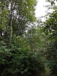 kiinteistön rajalla kasvavien puiden mahd. poistoa roskaamisen takia.