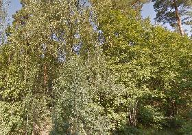 kasvatusmetsikkö. Suoritetaan nuoren metsän harvennus.