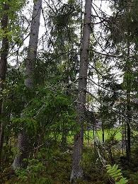 tiedottamisesta Asiakaspalautteet: Asukas on pyytänyt muutamien