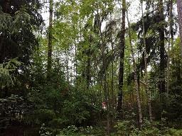 Eri-ikärakenteinen metsä, jossa alikasvoksena pääasiassa