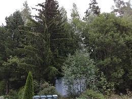 Poistetaan 2-3 isompaa kuusta, sekä siistitään hieman