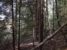 Ympäristötoimisto ja rakennusvalvonta mukana. Asiakaspalautteet: Asukas on toivonut alueen harvennusta.