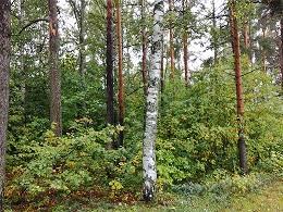 Lemminkäisenpuisto VP Asiakaspalautteet: Toivottu alueen siistimistä.
