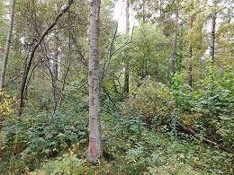 Pitkospuiden varrella kasvaa vieraslajia tattaria,