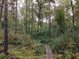 Poistetaan pitkospuiden varrelta tattarit, sekä