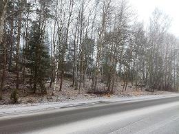 kuollutta puustoa. Kuviolla on myös huomattava määrä katajia.
