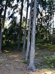 Metsäkylänpuisto VL Asiakaspalautteet: Asukas oli huolissaan