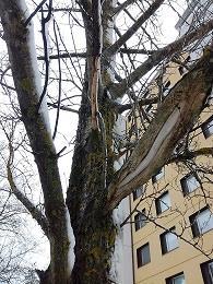 Ekmaninpuisto, Ekmaninpolku P