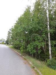 Tanhukaari 34 36 Puistoalue Asukaspalautteet: Ajoradan reunavesaikon