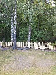 Kaksi suurta rauduskoivua tontin takana lähellä aitaa.