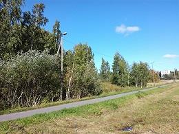 Jos pähkinäpensas kärsii pihlajien kanssa kilpailusta, suoritetaan reikäperkaus pähkinäpensaiden hyväksi.