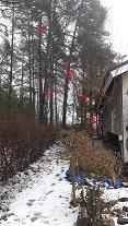 Toivottu kaadettavan 1 koivu + 5 mäntyä 2 männyssä
