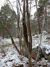 Huvituksen puisto P, kaavaan tulossa luo-merkintä Asiakaspalautteet: