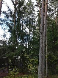 Reimankuja 4-6, Penninmäki VL Asukaspalautteet: Reimankuja 4:n takaa suuri koivu halutaan