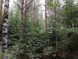 Kekrinkuja, Ilmestyspäivänpuisto P