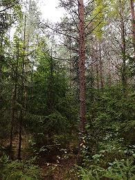 pitkään.