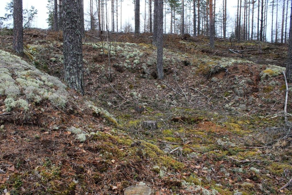 Luumäki Tervalamminsuo.