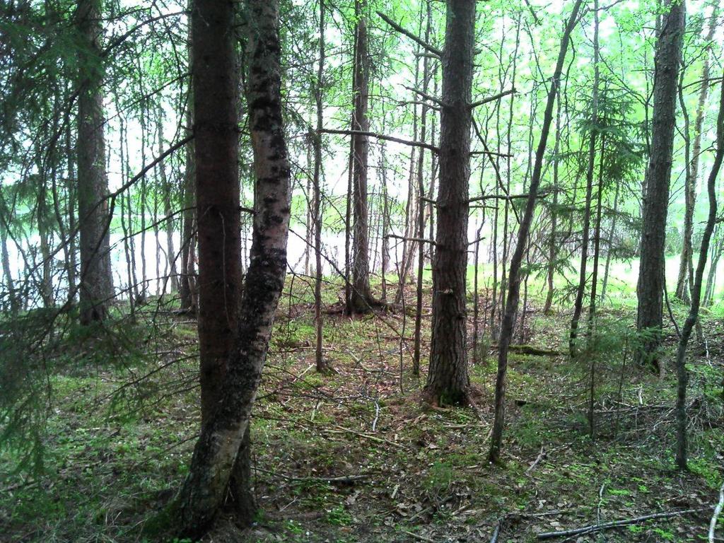 9 (23) Kuva 7. Savelan pellolle syntynyttä liito-oravametsää. 3.1.6 Syväpuron liito-oravan elinalue (2,1 ha) Kohde on Sorvajärven länsirannalle Syväpuron ympärille sijoittuva metsäalue.