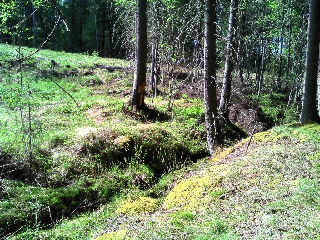 papanapuiden (vihreät pallot) sijainti.