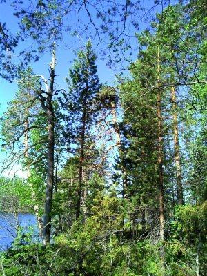 19 (23) 3.2.6 Vuorijärvi (suoja-alue 75 ha) Luonteeltaan erämaisen ja karun Vuorijärven pohjoispäässä on useita sääksen pesäpaikkoja.