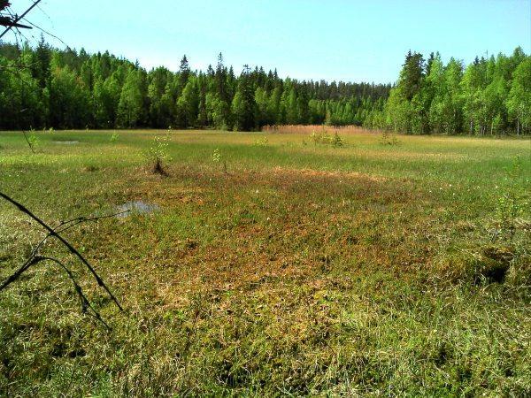 22 (23) 3.3.12 Salmijärvi Kuva 22. Pitkäjärven eteläpäässä on luonnoltaan paikallisesti arvokas avosuoalue, jolla pesi kurki. Karuhko metsäjärvi. Rannat ovat paikoin kapealti saraluhtaiset.