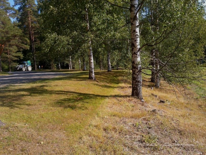 Mansikkaniemen asemakaavan luontoselvitys 2018 10 (13) Kuva 13. Parkkialueen viereinen puistomainen koivikko. 3.