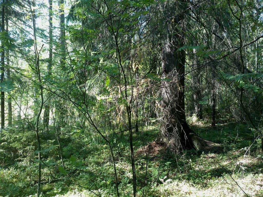 Mansikkaniemen asemakaavan luontoselvitys 2018 12 (13) Kuva 15. Liito-oravan elinpiirin keskeinen kuusi. Kuva 16. Hyvin runsaasti papanoita kuusen juurella.