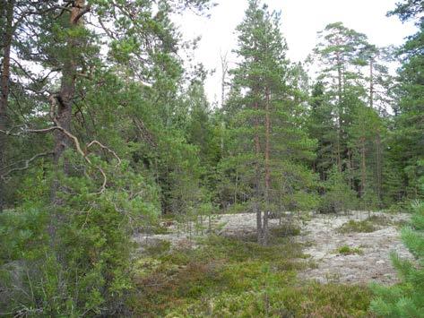 1 LIITO-ORAVAN EKOLOGIAA Liito-orava (Pteromys volans) on Suomessa silmälläpidettävä (NT), luonnonsuojelulain nojalla rauhoitettu laji.