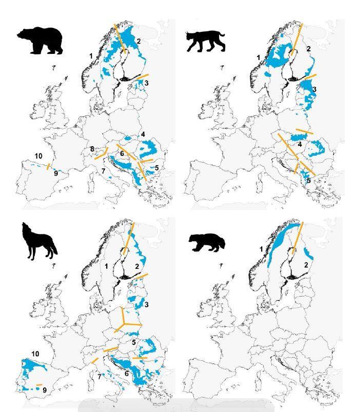 Luonnonvara- ja biotalouden tutkimus /. Johdanto.. Petoeläinkantojen ja vahinkojen kehitys Suurten petoeläinten lukumäärä Euroopassa on moninkertaistunut -luvun jälkeen (Chapron ym., kuva ).