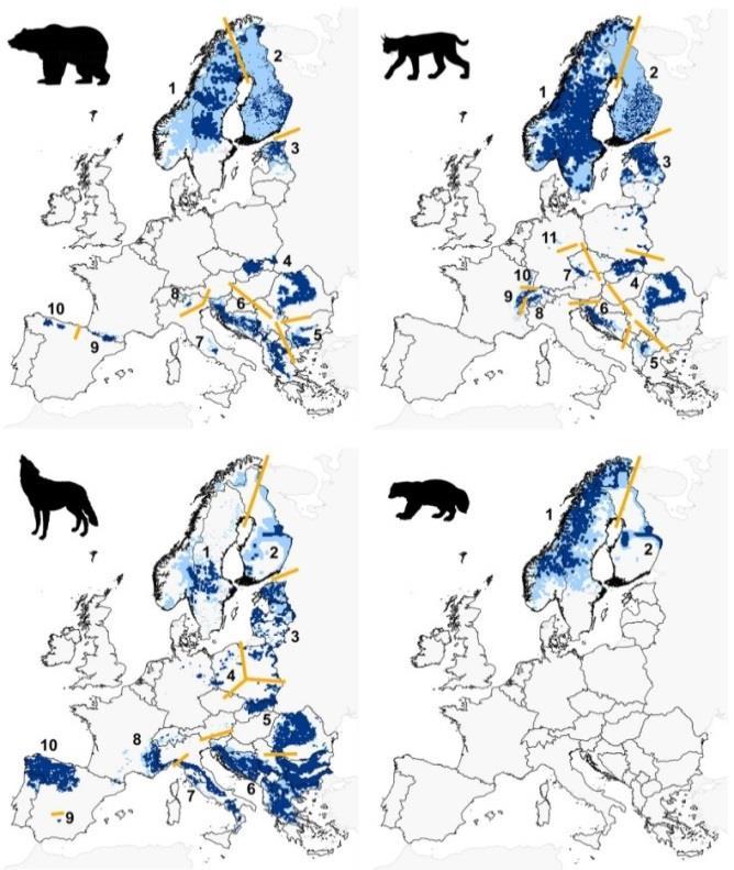 Poronhoitoalueen suurpetokantojen muutoksia voidaan tarkastella paitsi vahinkokehityksen valossa, myös seuraamalla suurpetokanta-arvioita kuitenkin muistaen, että käytettävissä olevan aineiston