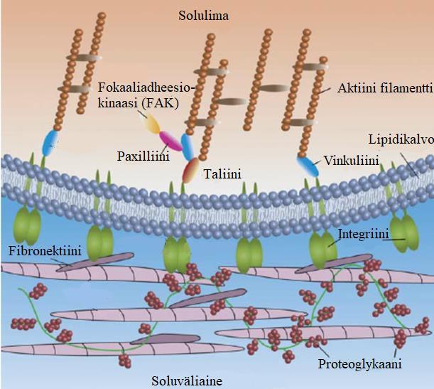 Kuva 1. Kaavakuva fokaaliadheesiokompleksista. Kuvassa näkyvät fokaaliadheesion keskeisimmät komponentit ja niiden sijainnit toisiinsa nähden. Kuva muokattu lähteestä: Variola ym. 2010 2.