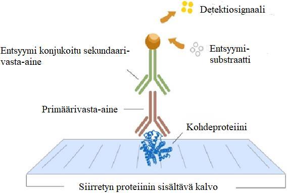 PDVF-kalvolle. Kuva muokattu lähteestä: www.bio-rad.com Kuva 8.