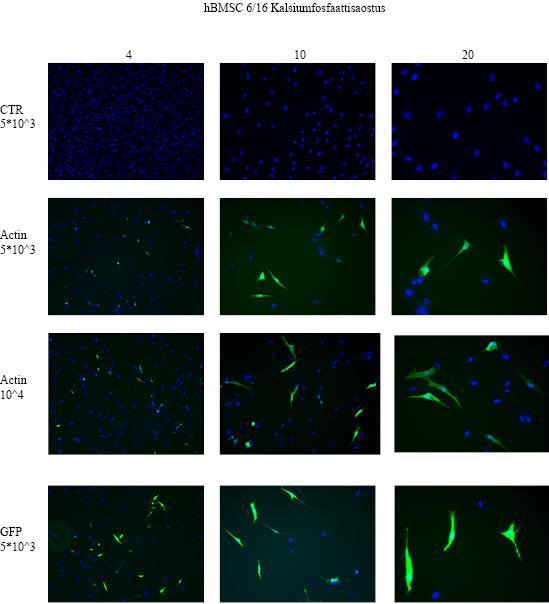 Kuva 24. Kalsiumfosfaattisaostus- menetelmällä transfektoidut hbmsc 6/16 linjan solut fiksauksen jälkeen.