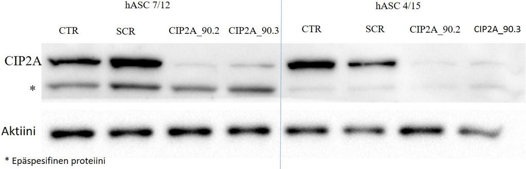 näytteet järjestyksessä kontrollinäyte, scramled sirna, CIP2A_90.2 ja CIP2A_90.3. Vastaavasti kuvan 34. oikeassa reunassa on linjan hasc 4/15 solujen näytteet.