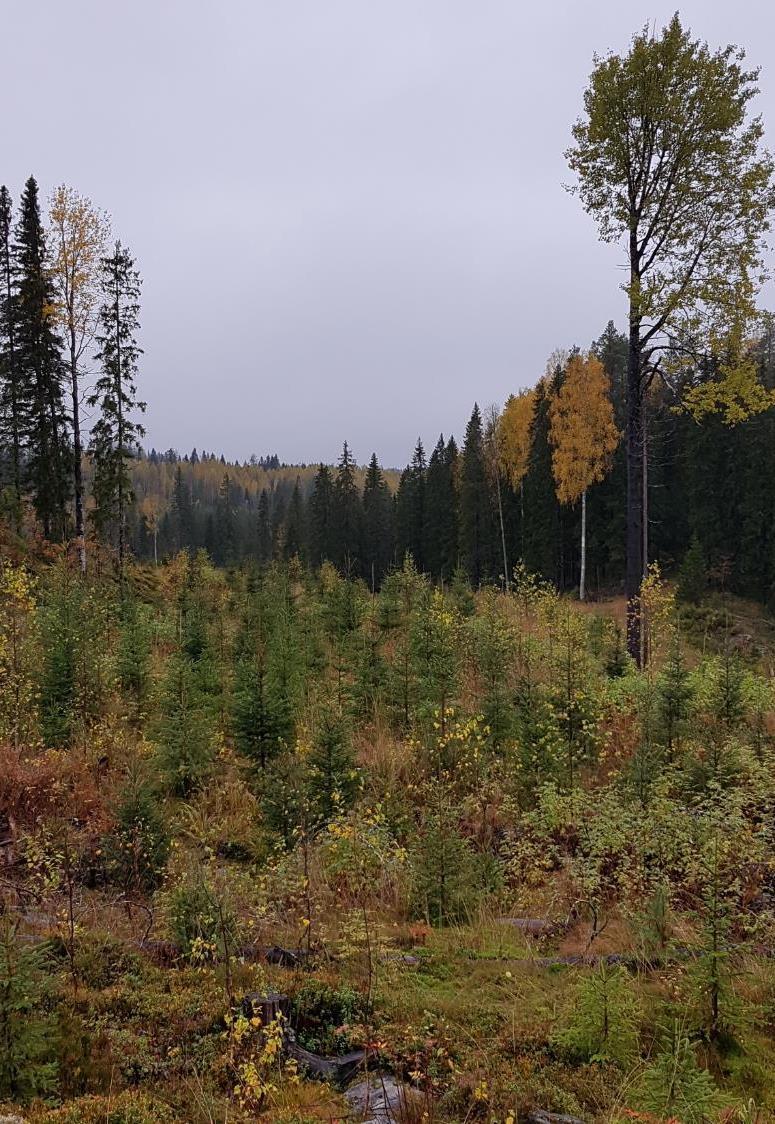 Metsien kestävä käyttö Metsälaki ohjaa metsien hoitoa ja käyttöä metsätalousalueilla Metsälaissa säädetään monimuotoisuuden turvaamisesta ja erityisen tärkeistä elinympäristöistä Suomen