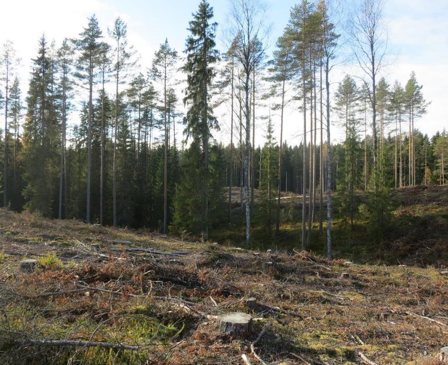 Metsien kestävä käyttö Metsäsertifiointi asettaa metsien hoidolle lakeja tiukemmat vaatimukset.
