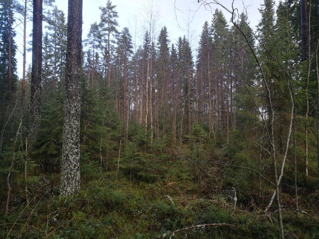 Eri-ikäisrakenteiset metsät Ulkoilu- ja virkistysmetsissä käytetään eriikäisrakenteisen metsänkasvatuksen keinoja silloin kun se on mahdollista Siirtymiseen menee aikaa,