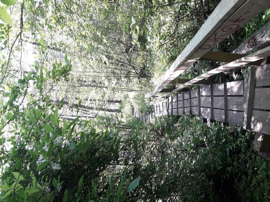 Suojelumetsissä vaalitaan luontoarvoja Suurimmat suojelukeskittymät päävirkistysalueilla, sijainti kuitenkin ympäri kaupunkia Ei tehdä