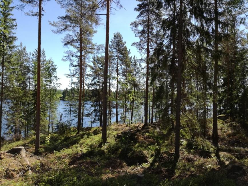 Arvometsien hoitoperiaatteet riippuvat kohteen arvoista Hyvin erityyppisiä ja eri tavalla hoidettavia kohteita Jatkossa jaottelu: maisemametsät luonnonarvometsät Maisemallisesti arvokkaita metsiä