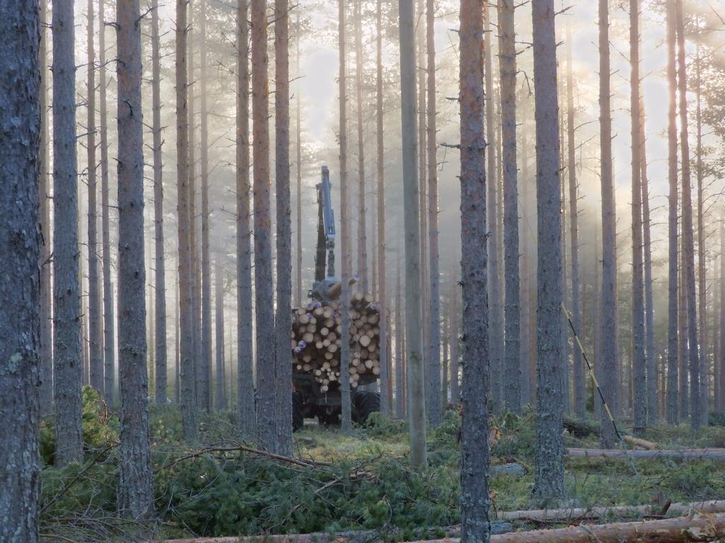 Metsäohjelman luonnos nähtävillä Metsäohjelma nähtävillä 7.5.-1.6.