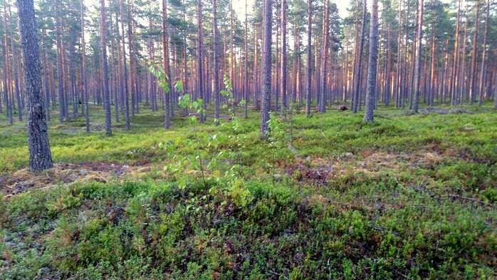 4 Viitasammakkoa (Rana arvalis) tavataan suuressa osassa Euroopan pohjois-, keskija itäosia. Myös viitasammakko kuuluu IV(a)-listalle.